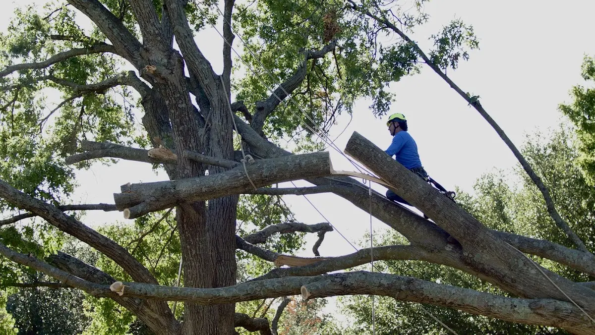 Professional Hazardous Tree Removal performed by certified arborists in Woodlawn